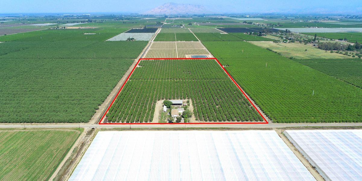 Reedley Nectarines & Home