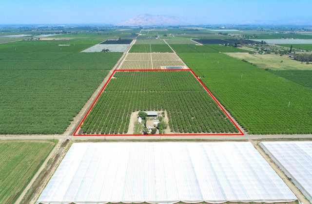 Reedley Nectarines & Home